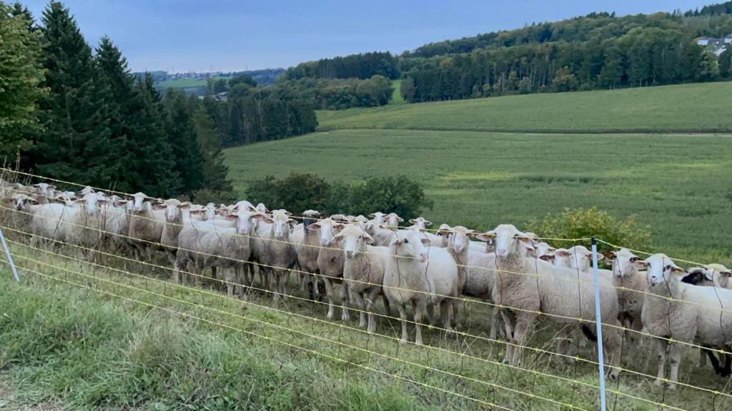 Deine-Eifel-Ferienwohnung Feusdorf Exterior foto
